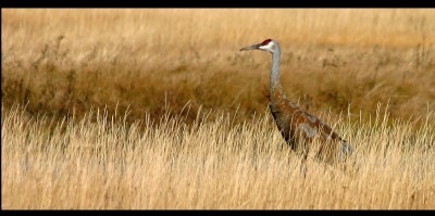 Sandhill Crane