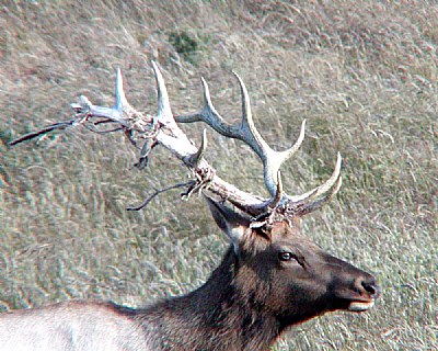 Big Bull..shedding velvet