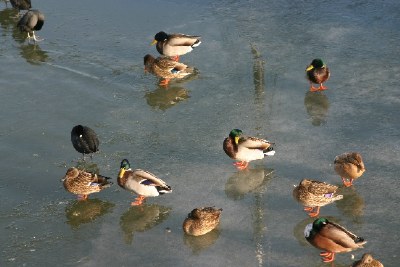 Ducks on Ice