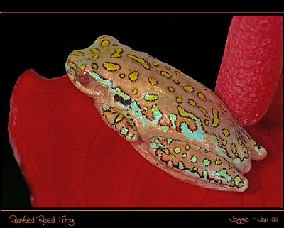 Painted Reed Frog 1