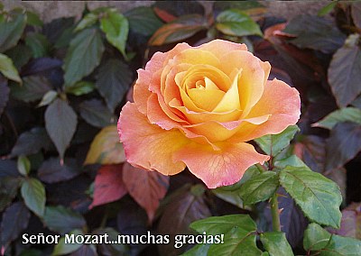 Homenaje a Mozart