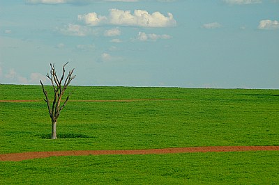 soy plantation