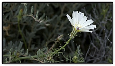 Desert Chickory Bloom