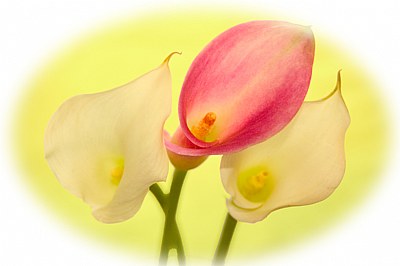 Three Calla Lilies