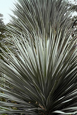 Green Spear Cactus