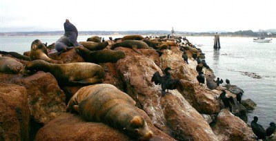 Sea Lion Land