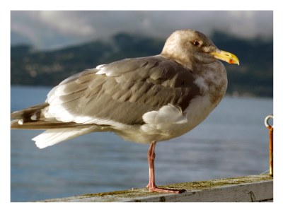 The majestic....uh.....Gull ?