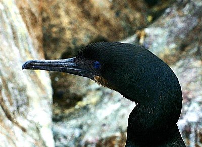 CORMORANT