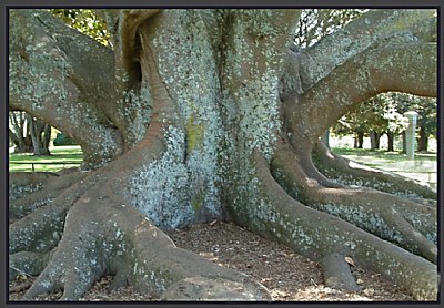 Anchor for a tree.