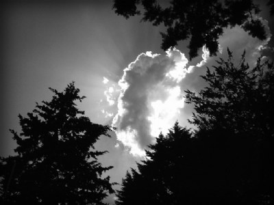 Clouds out of Trees