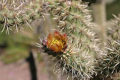 Flowering Cactus