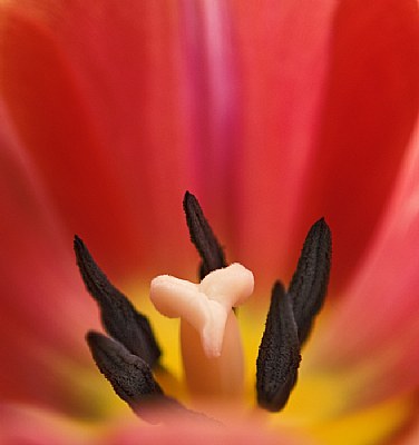 The Tulip Dance