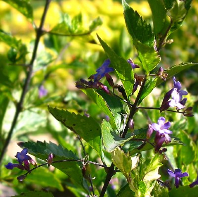 Purple Flower