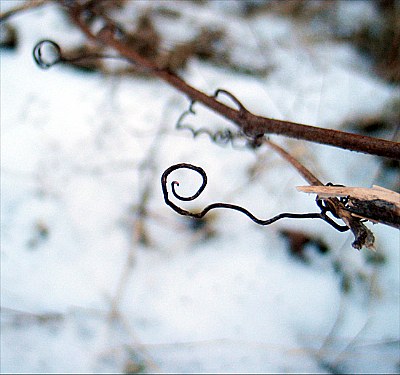 Curls and spirals