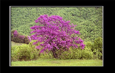 purple tree 2
