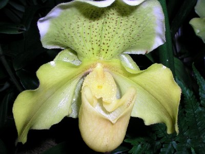 Lemon Orchid