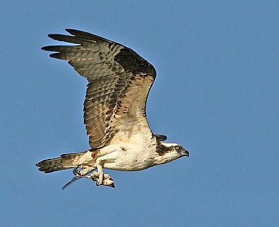 Osprey with Prey