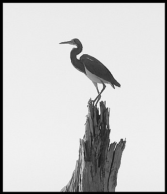 BW on the Bayou