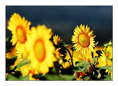 Sunflower