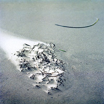 seagrass