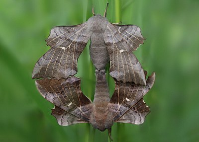 Poplar hawk moths