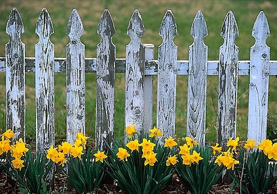 Daffy Fence