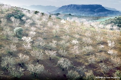 Hillside Almonds