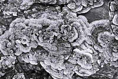 Fungus on Root, 2006
