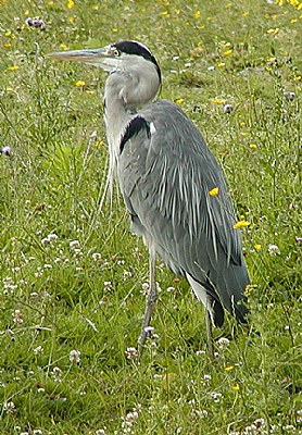 Heron