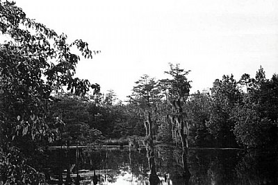 Swamp Time B&W