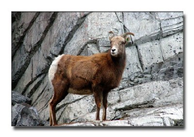 Bighorn Sheep Ewe