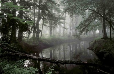 Waccasassa River fog