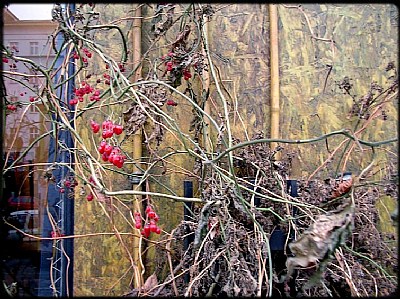 twigs and berries