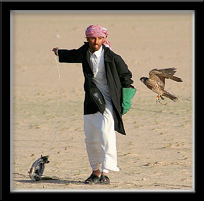 Falcon Training