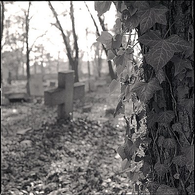 Eternal peace