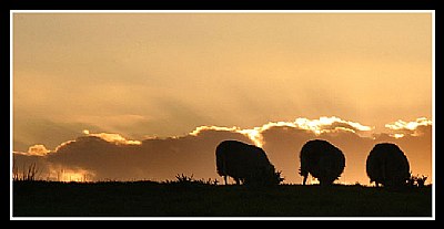 Evening Light