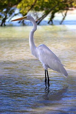 Majestic in the Caribbean