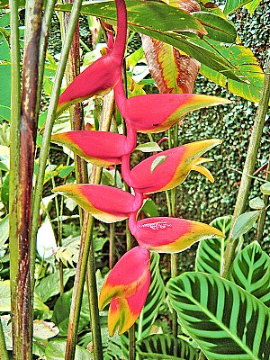 Sinuous   " Heliconia  Rostrata "