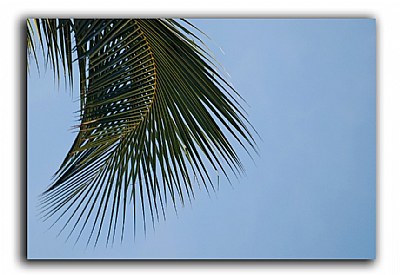 Coconut Leaves