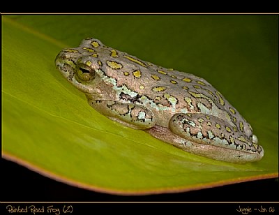 Painted Reed Frog (2)