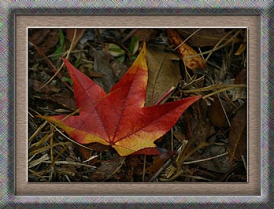 "Autumn Leaf"