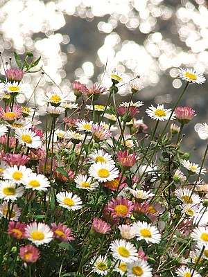 in attesa della primavera