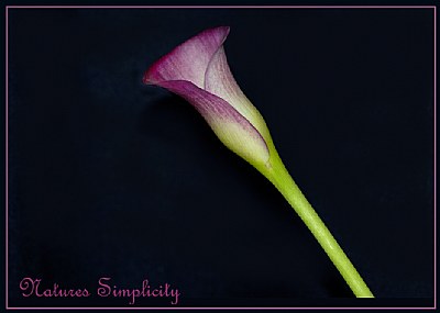 Natures Simplicity