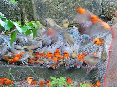 Avian Symphony