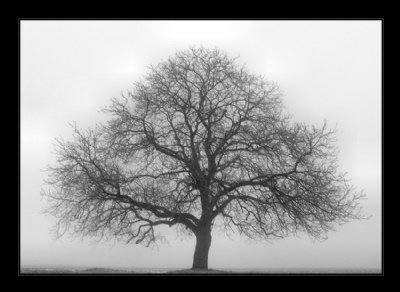 The Tree & The Mist