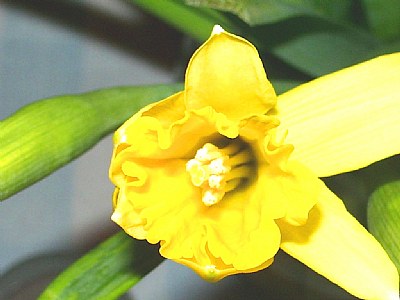 Yellow Flower