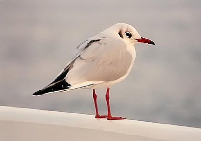 Sea Gull (1)