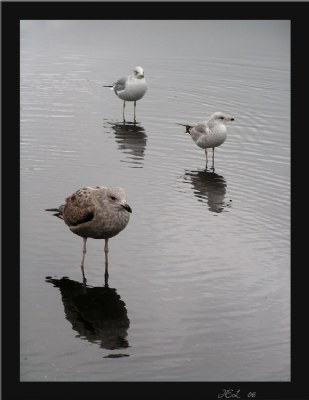 For Randy...3 gulls