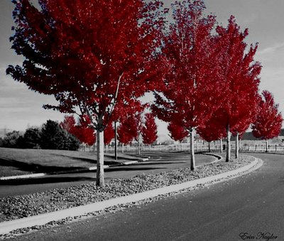 Red Leaves on Aspens