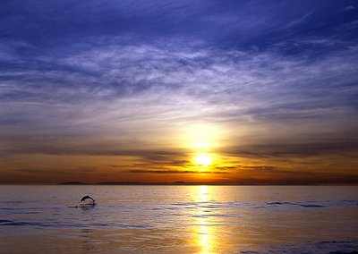 Dolphin Sunset 2